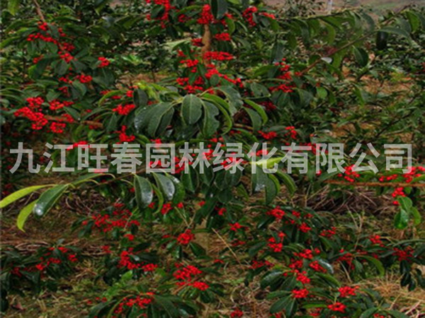 紅果冬青